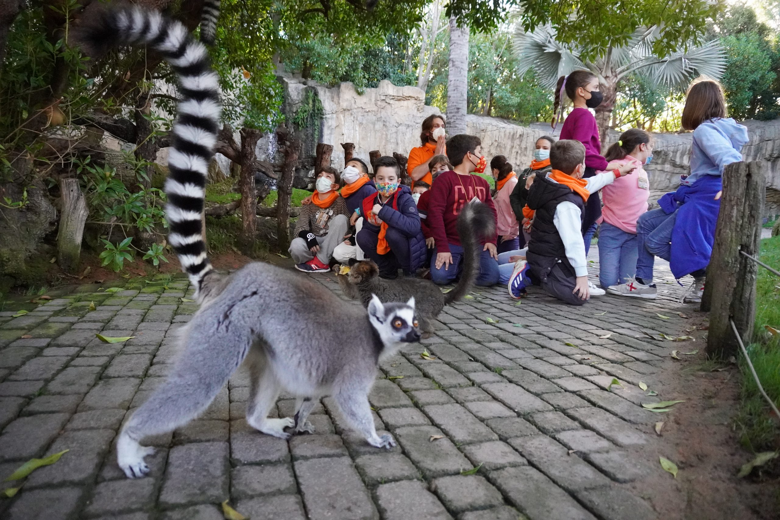 Salida de los lémures con niños