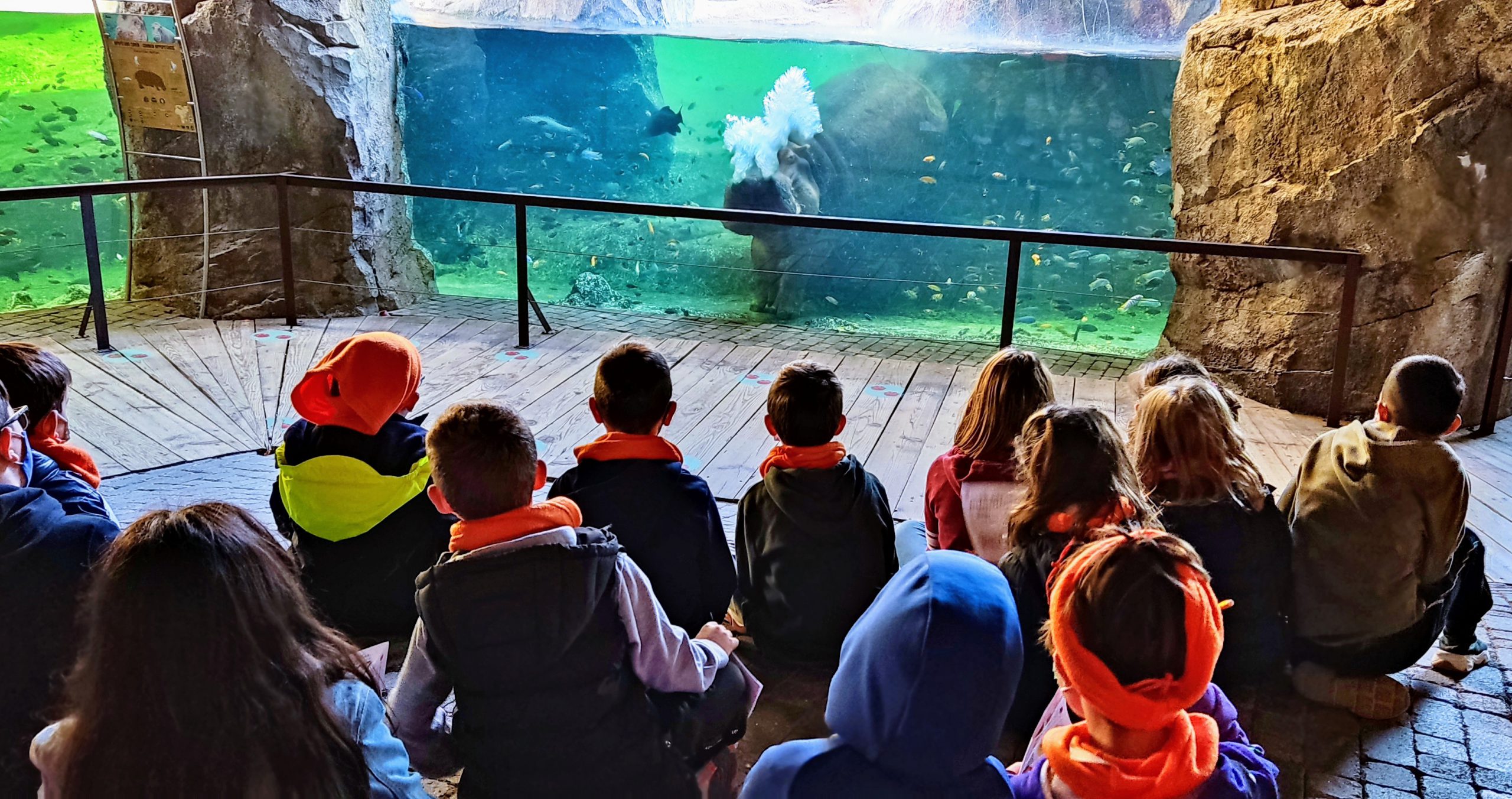 Niños observan la salida de los hipopótamos